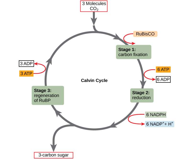 The calvin cycle mt hood community college biology 101