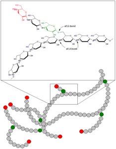 glycogen