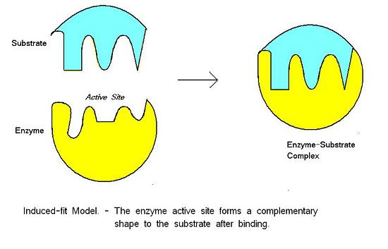 a blue substrate binds to the active site of a yellow enzyme because they have complementary shapes.