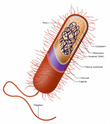 Flagella and Cilia – Mt Hood Community College Biology 101