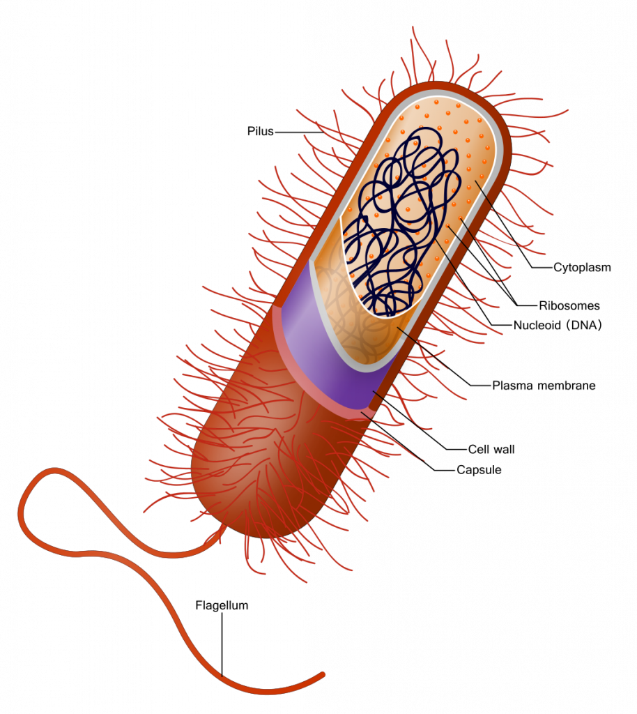 What Does Cilia And Flagella Look Like