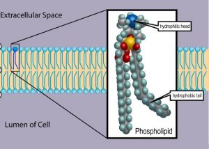 phospholipid structure