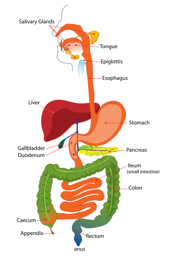 7.2 From Mouth to Molecule: Digestion – Mt Hood Community College ...