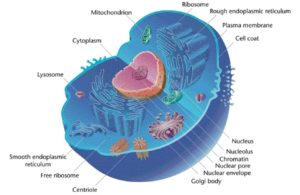 diagram of eukaryotic cell with organelles labeled