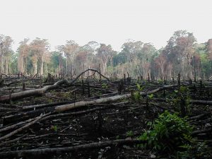 A photo of a section of forest in Sourther Mexico that has been cleared for agriculture.