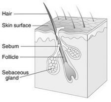 Chapter 3: Integumentary System – Learning Medical Terminology