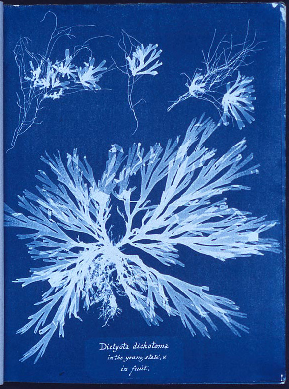 The white shadow of a leafy plant occupies the center of this photograph with a blue background. Identifying words in Latin and English are written at the bottom in white.