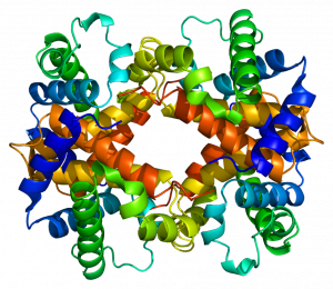 ribbon protein structure: complex 3-d shape composed of spirals (alpha helices). Different helices are different colors.