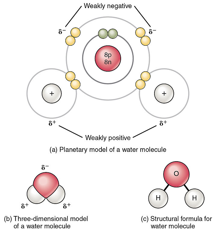 Diagram Of Water Molecules Hydrogen Bonding