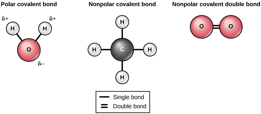 Diagram depicting polar and nonpolar covalent bonds.