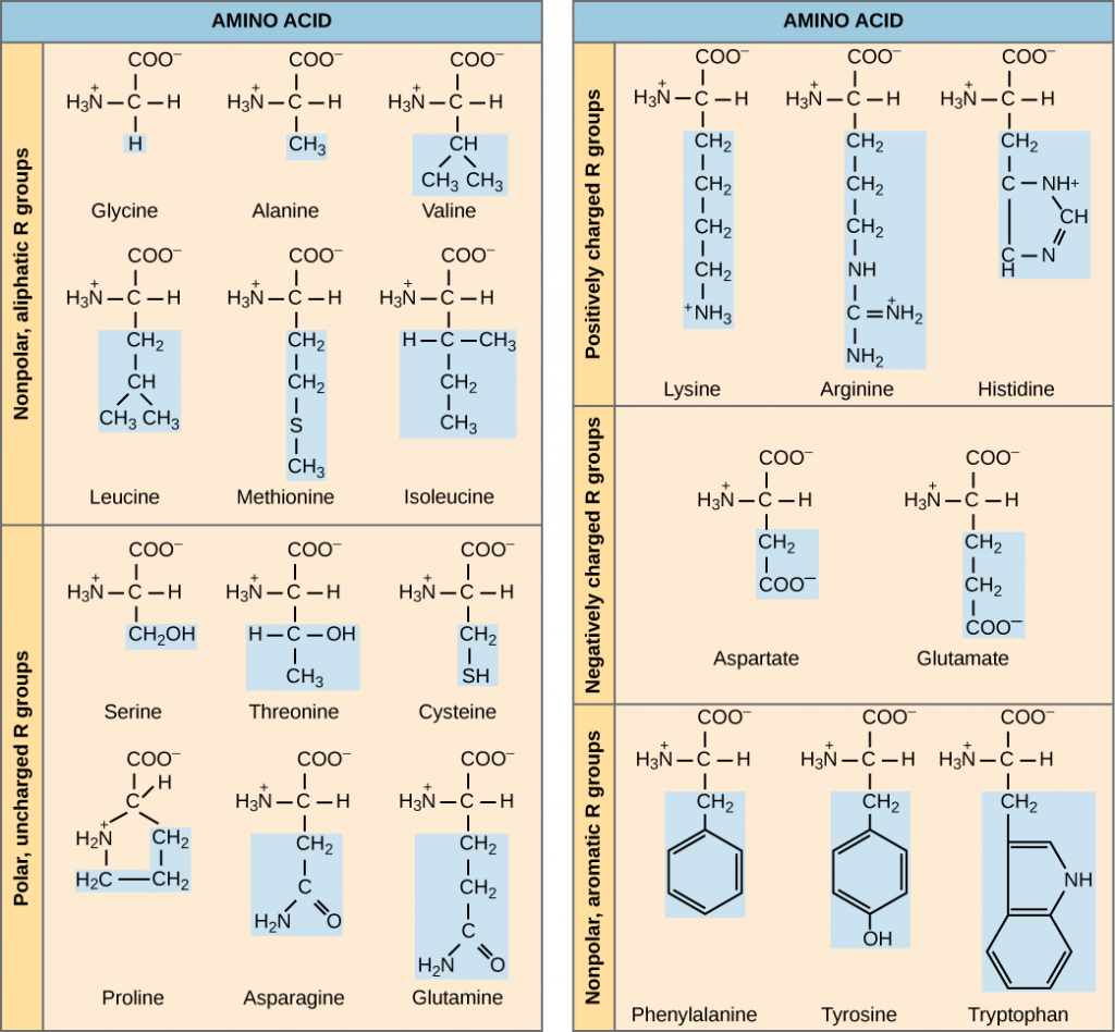 Proteins Principles of Biology