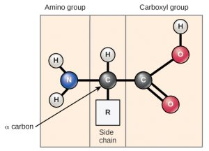 amino acid structure. On the left is the amino group, composed of two white balls labeled H representing hydrogens connected to a blue ball labeled N representing nitrogen. The N is connected to a black ball containing a C to the right. Connected above is a white ball labeled H. Connected below is a white box labeled R (side chain). To the right of the black ball labeled C is a second black ball labeled C. This ball is connected with one line representing a covalent bond to a red ball labeled O. The O is connected to a white ball labeled H. The black ball is also connected with two lines to another red ball labeled O. This end of the amino acid is labeled carboxyl group.