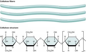 cellulose fibers, illustrated as long light blue strands and with a chemical diagram.