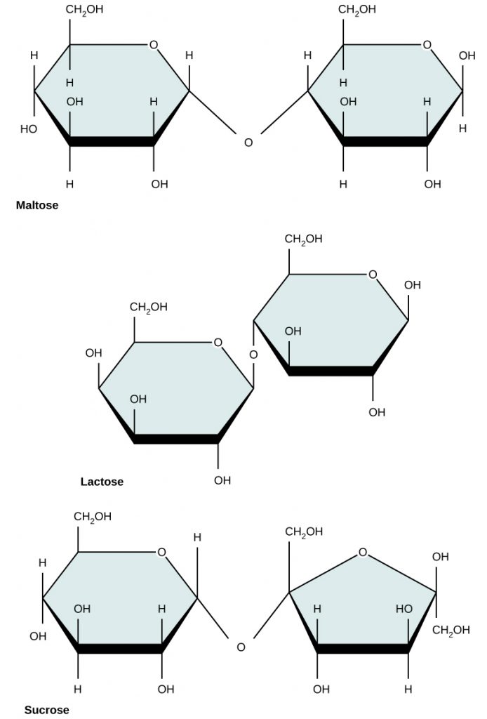 structures of disaccharides, which are two ring structures connected together.