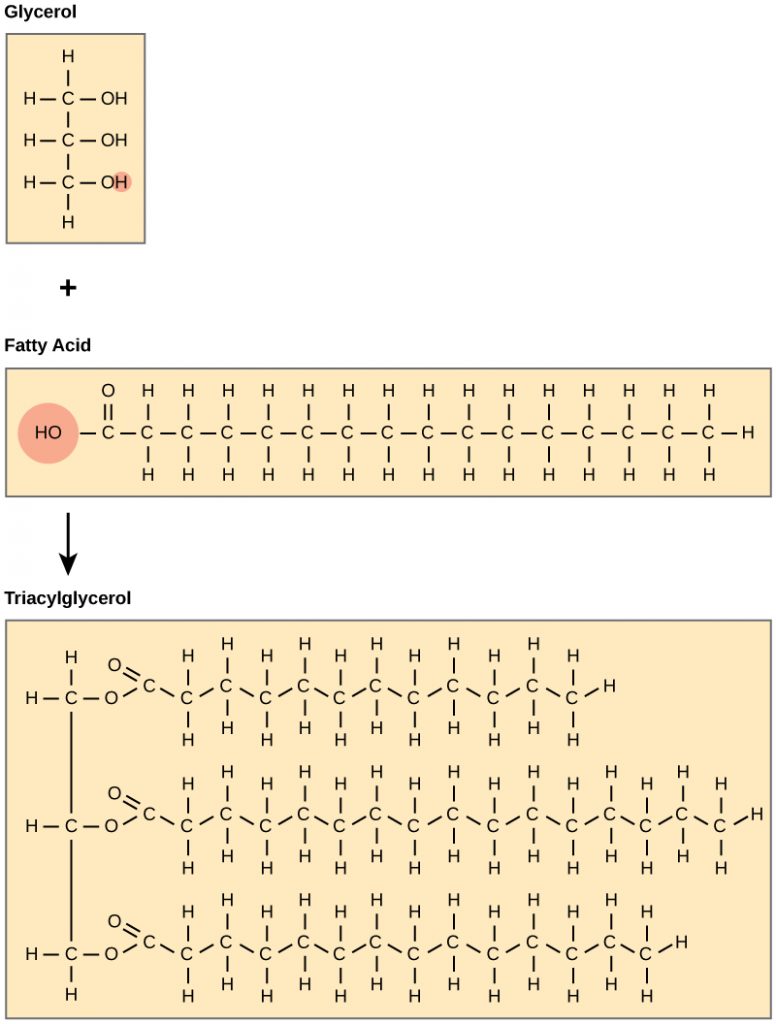 chemical structures of glycerol, fatty acid, and triacylglycerol.