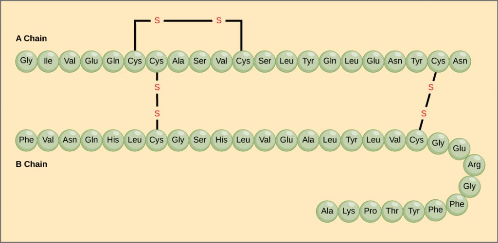 amino acid chain for insulin represented with green balls containing names of amino acids. Insulin is composed of an A chain of green balls and a separate B chain, which is slightly longer. The two chains are connected together with lines representing disulfide bonds.