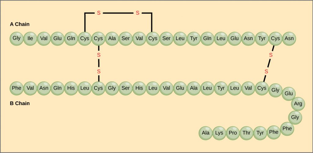 amino acid chain for insulin