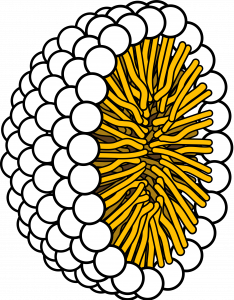 Illustration of a micelle. A half a sphere made up of small white circles. Pointing inwards are yellow lines representing the hydrophobic tails.