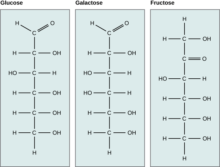 chemical structures of glucose, galactise, and fructose. All three sugars contain 6 carbon atoms.