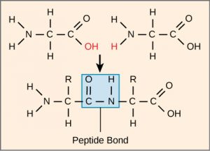 chemical structure of peptide bond