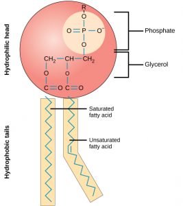 Illustrated phospholipid. A round red ball is at the top of the image representing the hydrophilic head. Connected to the bottom of the circle are two yellow rectangles representing the fatty acids (hydrophobic tails).