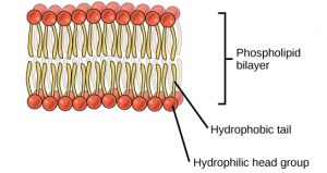 An illustration of the phospholipid bilayer. Two layers of phospholipids are represented as red circles (hydrophilic heads) with two yellow lines (hydrophobic tails) connected to the bottom. From top to bottom, there is a layer of red circles, yellow tails, a small space, then another layer of yellow tails with red circles below that.