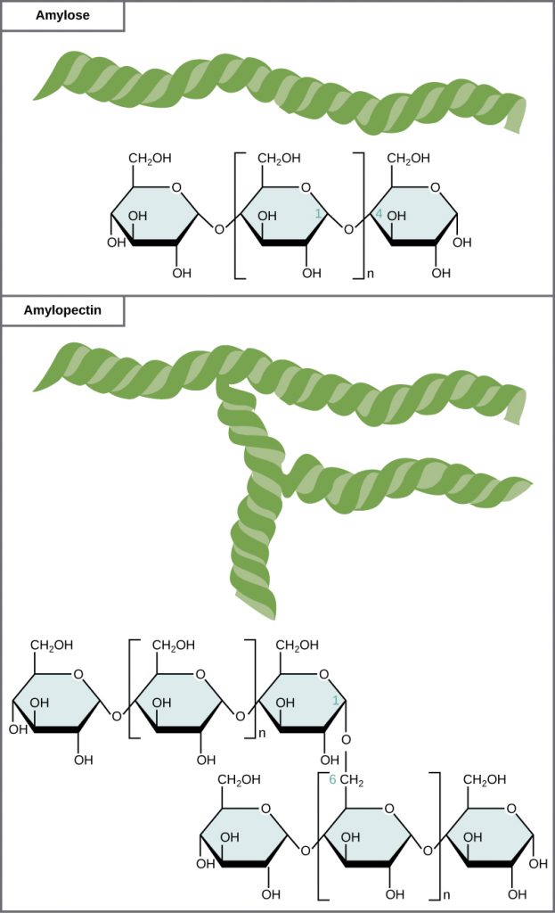 structures of starch, which is a long string of sugars connected in a chain.