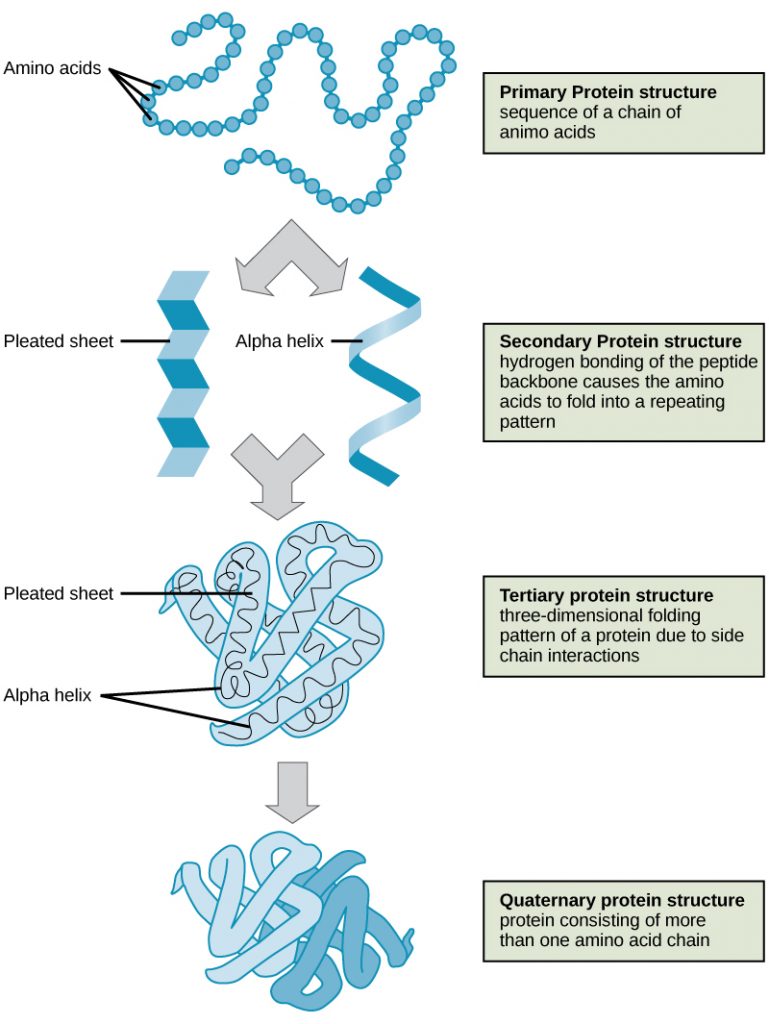 another diagram of the levels of protein structure. A chain of blue balls is labeled primary protein structure: sequence of a chain of amino acids. A spiral labeled alpha-helix and a pleated sheet are labeled secondary protein structure: hydrogen bonding of the peptide backbone causes the amino acids to fold into a repeating pattern. A 3-dimensional squiggle is labeled: tertiary protein structure: three-dimensional folding pattern of a protein due to side chain interactions. Two complex 3-d squiggles right next to each other are labeled quaternary protein structure: protein consisting of more than one amino acid chain.