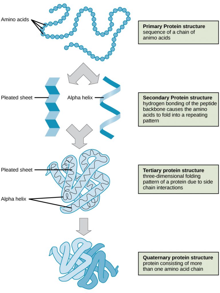 levels of protein structure