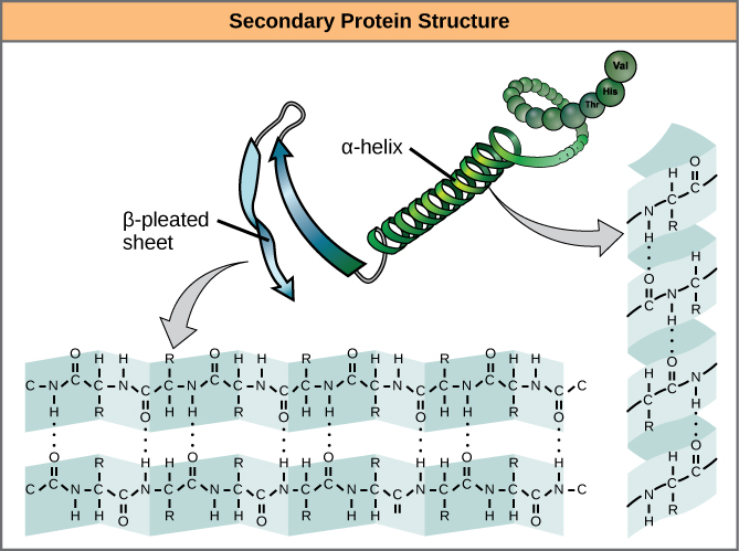 alpha-helix shown as green spiral, next to a chemical structure showing hydrogen bonds connecting the spiral into shape. Blue anti-parallel arrors respresent beta-pleated sheet, next to a chemical structure showing hydrogen bonds holding the strands parallel to each other.