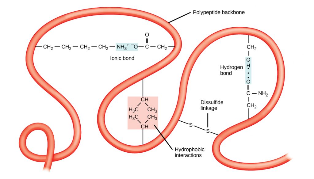 A red tube labeled polypeptide backbone squiggles around the image. connecting two sections into a loop are a positively charged amino acid on the left connected with an ionic bond to a negatively charged amino acid at the other end of the loop. A second loop is formed below connected by two amino acids in a pink box labeled hydrophobic interactions. A third loop is connected by lines connecting two S's, labeled disulfide linkage. Within this loop is a second connection with two amino acids connected by a blue rectangle labeled hydrogen bond.