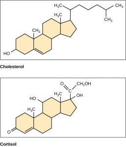 Chemical structures of cholesterol and cortisol