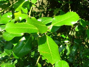 photo of shiny leaves