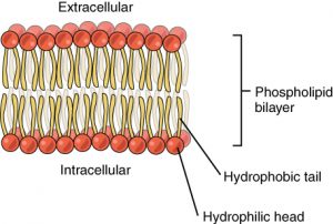 Figure 1 Phospholipid bilayer