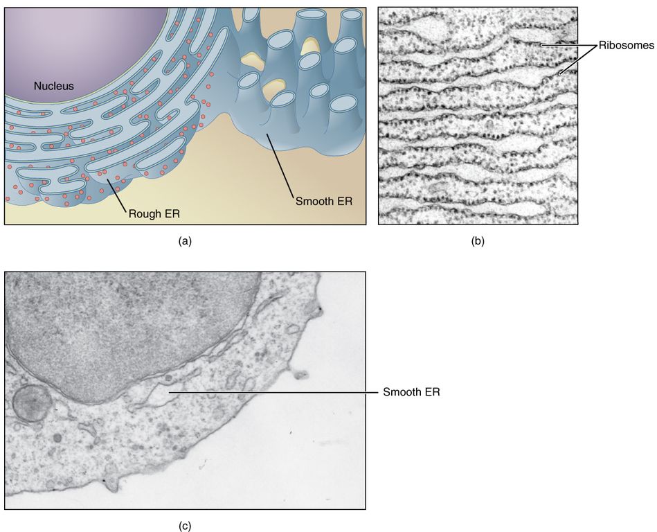 Smooth Endoplasmic Reticulum, Overview, Functions & Structure - Video &  Lesson Transcript