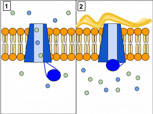 cartoon of CFTR channel in membrane
