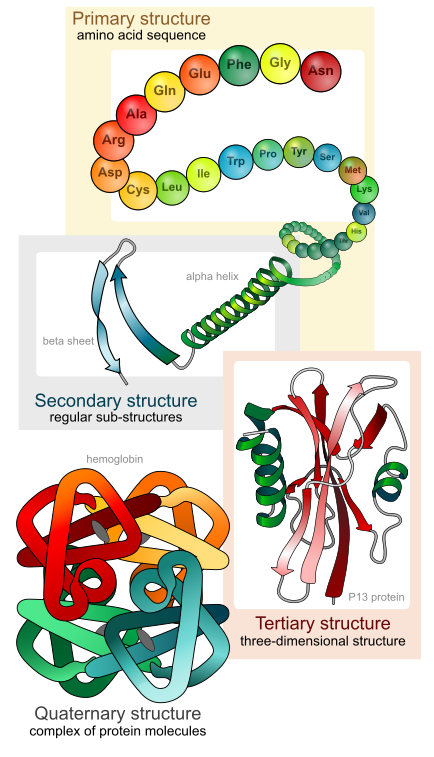 The Production of a Protein – Principles of Biology
