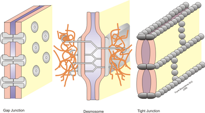 Three different cell junctions