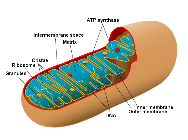 Structure des mitochondries