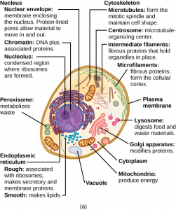 Diagram of an animal cell.