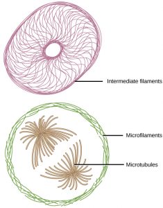Intermediate filaments look like a bicycle tire: a large circle outside a small circle. The circles are connected with many wiggly lines. Below, microfillaments represented by short green lines form a large circle around brown microtubules. Microtubules are shown as many brown lines facing outward that all start at one central point.
