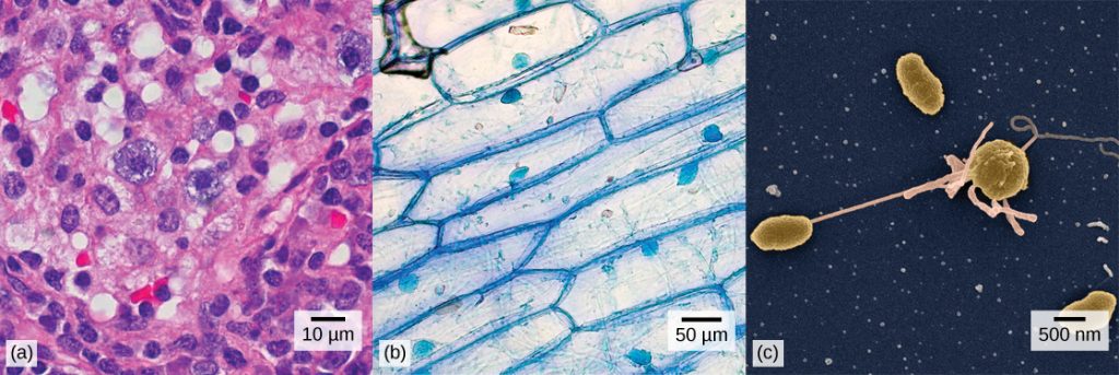 cells viewed under a microscope