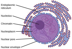 endomembrane system is shown in purple. A small dark circle shows the nucleolus inside a larger light purple circle (the nucleus). Outside the nucleus, squiggly purple sections of endoplasmic reticulum are covered with small red ribosomes.