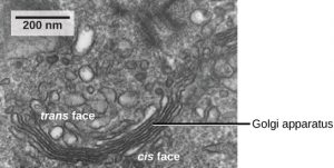 figure_03_11 golgi electron micrograph