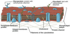 The Plasma Membrane and The Cytoplasm – Principles of Biology