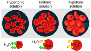 figure_03_21 osmosis in red blood cells