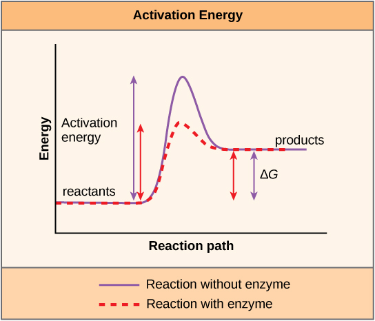 They only reduce the activation energy required for the reaction to go forward.