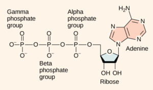 structure of ATP