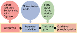 entry of other molecules diagram