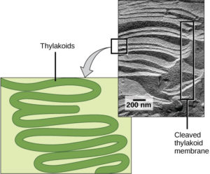 twisty green shape labeled thylakoid